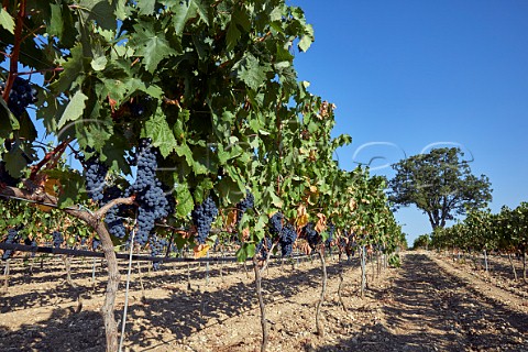 Tinto Fino vineyard near Pesquera de Duero Castilla y Len Spain  Ribera del Duero