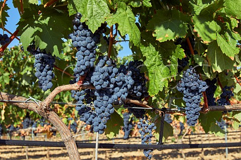 Tinto Fino grapes in vineyard near Pesquera de Duero Castilla y Len Spain  Ribera del Duero