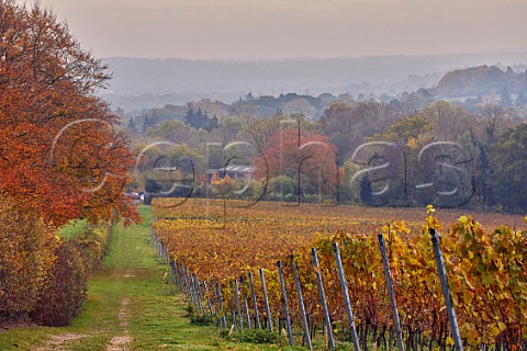Autumnal vines of Greyfriars Vineyard  Puttenham Surrey England