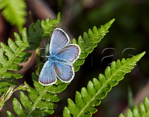 Silverstudded Blue male perched on bracken Fairmile Common Esher Surrey England