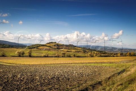 Autumnal vineyards on the hill of Montosoli Montalcino Tuscany Italy  Brunello di Montalcino