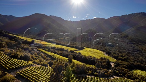 Cabernet Franc vines in La Palmera vineyard of Via la Rosa Cachapoal Valley Chile Rapel