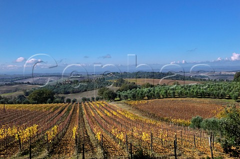 Autumnal vineyard of Fattoria del Colle in the Orcia Valley Trequanda Tuscany Italy