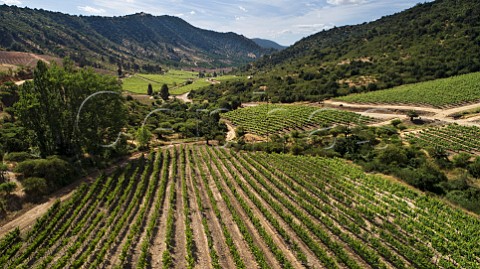 Syrah vines in Cornellana vineyard of Via La Rosa Cachapoal Valley Chile