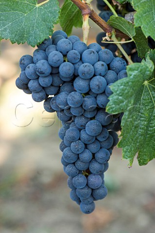 Bunch of grapes  Bordeaux France