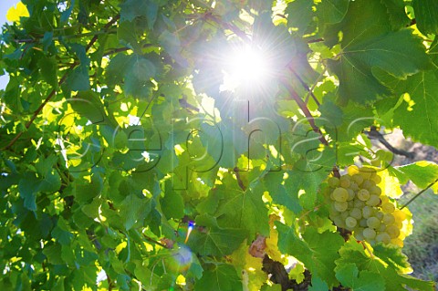 Bunch of white grapes on the vine Bordeaux France