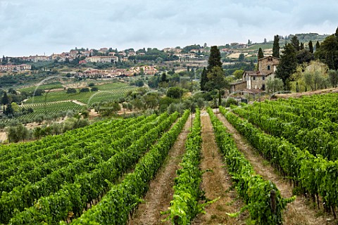 Vineyard of Fontodi Panzano in Chianti Tuscany Italy Chianti Classico
