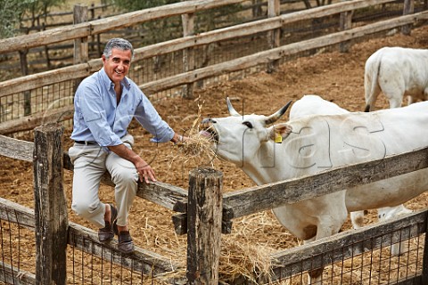 Giovanni Manetti of Fontodi with Chianina cattle Panzano in Chianti Tuscany Italy Chianti Classico