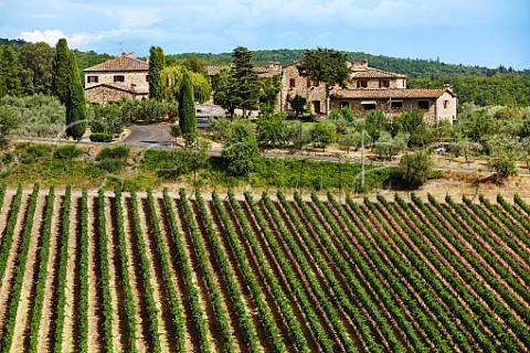 Vineyard of Rocca delle Mace  Castellina in Chianti Tuscany Italy  Chianti Classico