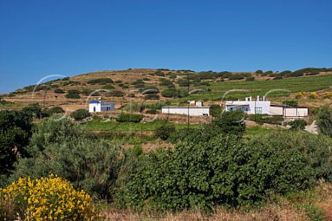 Winery of TOinos below their Agios Dimitrios vineyard Falatados Tinos Greece
