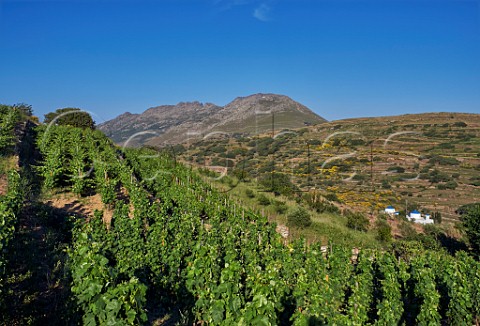 Sparveri vineyard of TOinos with Mount Tsiknias in distance Falatados Tinos Greece
