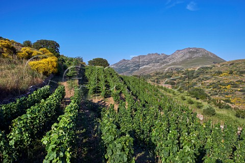 Sparveri vineyard of TOinos with Mount Tsiknias in distance Falatados Tinos Greece