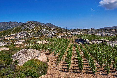 Granite boulders amongst Assyrtiko vines in Clos Stegasta vineyard of TOinos Falatados Tinos Greece