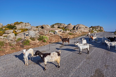 Wild goats on the road at the entrance to Volacus Wine on the Volax Plateau  Falatados Tinos Greece