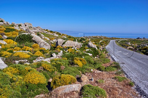 Gorse flowering amidst the granite boulders of the Volax Plateau Tinos Greece