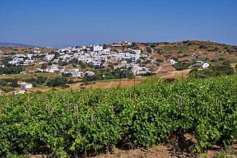 Avgoustiatis vines in Agios Dimitrios vineyard of TOinos with village of Falatados beyond Tinos Greece