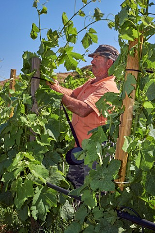 Worker tying up Mavrotragano vines in Agios Dimitrios vineyard of TOinos Falatados Tinos Greece