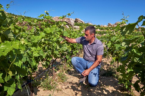 Michalis Kontizas in Malagousia vineyard of Volacus Wine with the granite boulders of the Volax Plateau Falatados Tinos Greece