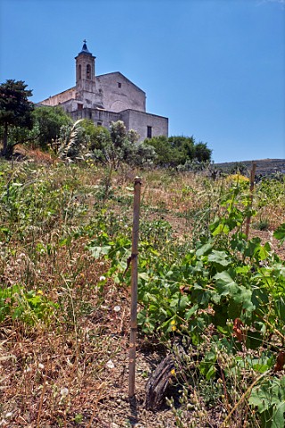 Old vineyard of the Jesuit Catholic Monastery which Jerome Binda of Domaine de Kalathas is in the process of resurrecting Loutra Tinos Greece