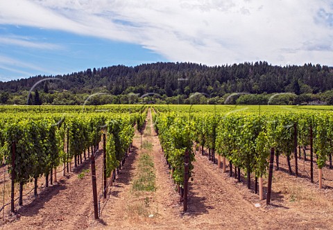 Vineyards of West Wines Healdsburg Sonoma County California Dry Creek Valley