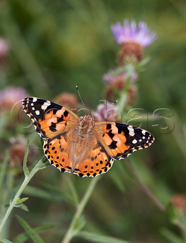 Newlyemerged Painted Lady butterfly nectaring on Knapweed flower  Hurst Meadows East Molesey Surrey UK
