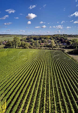 Harnham Hill vineyard of Raimes Sparkling Wine Cheriton Hampshire England