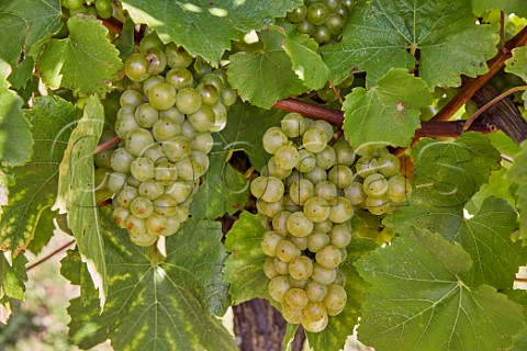 Chardonnay grapes of Hambledon Vineyard Hambledon Hampshire England