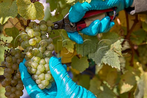 Picking Chardonnay grapes in Clayhill Vineyard Latchingdon Essex England