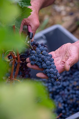 Picking Cabernet Sauvignon grapes in vineyard of Chteau Biac Langoiran Gironde France  Bordeaux