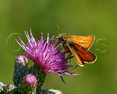 Small Skipper nectaring on Thistle Hurst Meadows East Molesey Surrey England