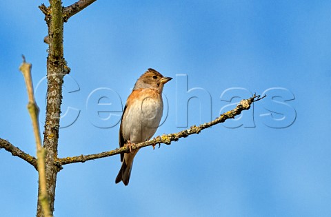 Brambling a winter visitor to the UK Reigate Surrey England