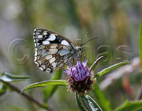 Marbled White perched on knapweed flower Hurst Meadows East Molesey Surrey England