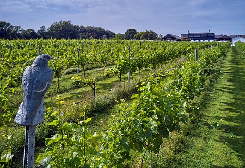 Dummy falcons are used as bird scarers in Llanerch Vineyard Hensol Vale of Glamorgan Wales