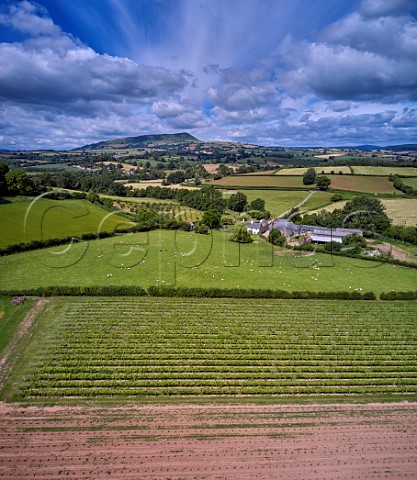Section of White Castle Vineyard with young vines The Skirrid mountain is in the distance  Llanvetherine Monmouthshire Wales