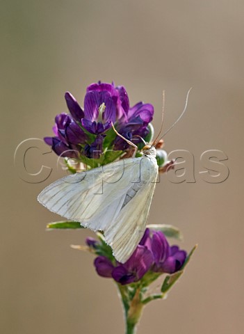 Sitochroa palealis Sulphur Pearl moth on Lucerne flower  Molesey Heath West Molesey Surrey England