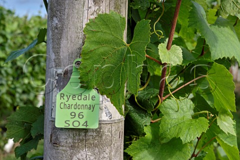 Row of Chardonnay vines at Ryedale Vineyards Farfield Farm Westow North Yorkshire England