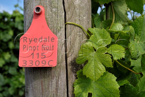 Row of Pinot Noir vines at Ryedale Vineyards Farfield Farm Westow North Yorkshire England