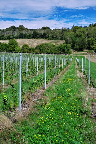 Young Pinot Noir vines at Albury Organic Vineyard  Silent Pool Albury Surrey England