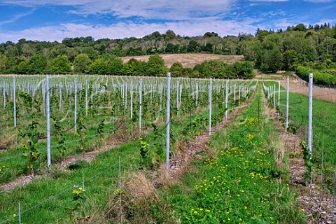 Young Pinot Noir vines at Albury Organic Vineyard  Silent Pool Albury Surrey England