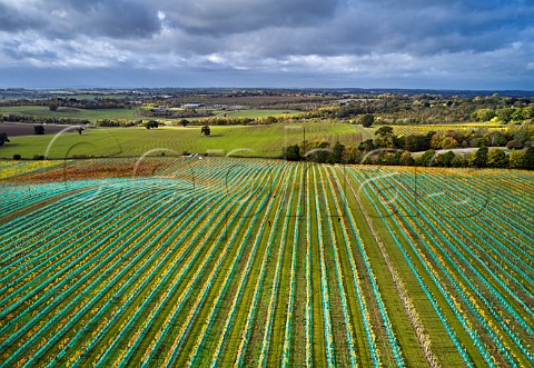 Autumnal Chardonnay vineyard of Missing Gate with bird netting Bicknacre Essex England