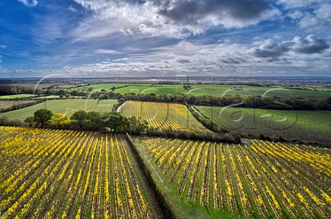 Autumnal vineyards of Martins Lane Estate with the River Crouch in distance  Stow Maries Essex England Crouch Valley