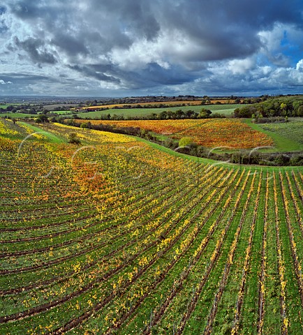 Autumnal vineyards of Martins Lane Estate with Crows Lane Estate in distance  Stow Maries Essex England Crouch Valley