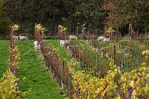 Sheep in Limney Farm vineyard of Will Davenport Rotherfield East Sussex England