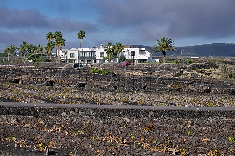 Windbreaks constructed from volcanic rock in vineyards of Bodegas La Florida San Bartolom Lanzarote Canary Islands Spain