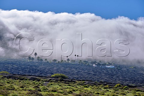 Cloud clinging to extinct volcano above vineyard with windbreaks constructed from volcanic rock La Geria Lanzarote Canary Islands Spain