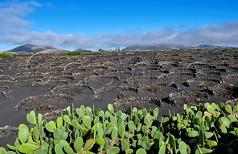 Windbreaks constructed from volcanic rock in vineyard of El Grifo San Bartolom Lanzarote Canary Islands Spain