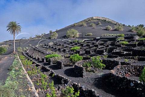 Citrus trees and vines protected by windbreaks constructed of volcanic rocks La Geria Lanzarote Canary Islands Spain