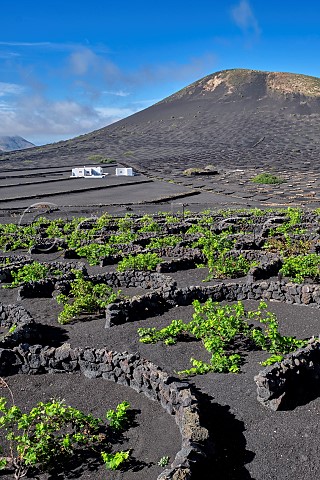 Windbreaks constructed from volcanic rock in vineyard of Bodegas la Geria Lanzarote Canary Islands Spain