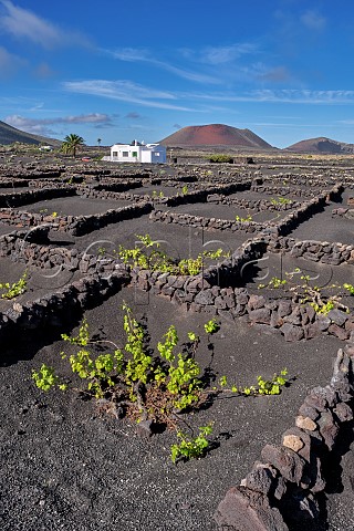 Windbreaks constructed from volcanic rock in vineyard beyond is the red extinct volcano Montaa Colorada  Masdache Lanzarote Canary Islands Spain