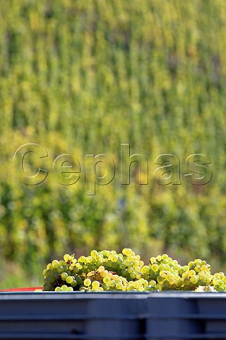 Harvested Riesling grapes in the Bernkasteler Graben vineyard Bernkastel Mosel Germany